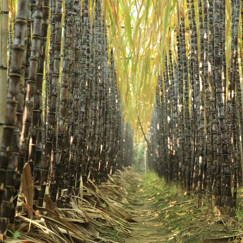 sugarcane fields