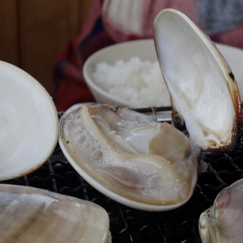 clamshell