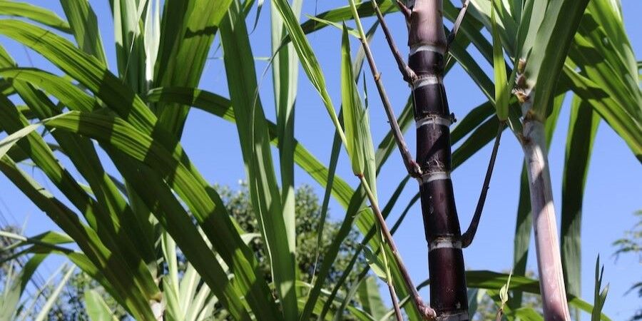 closeup sugarcane plants growth field 3249 1020