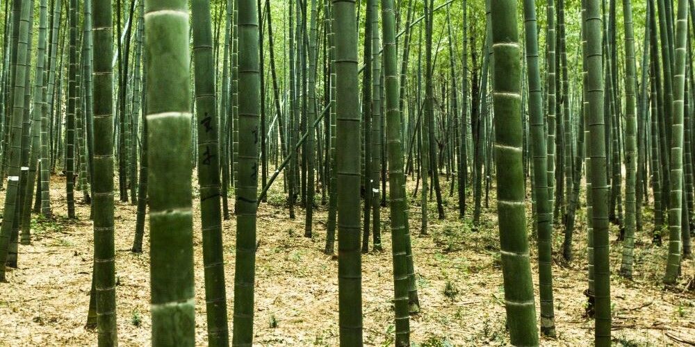 bamboo (2)