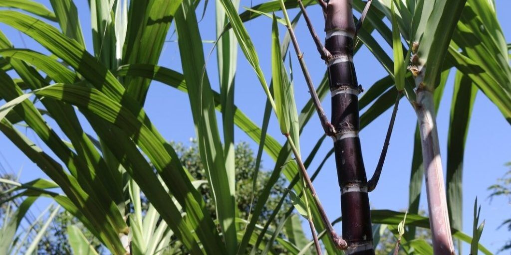 closeup sugarcane plants growth field